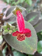 Kohleria