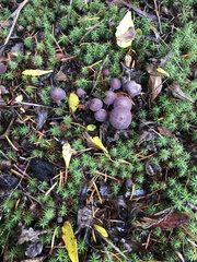 Laccaria amethysteo-occidentalis