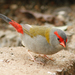 Southern Red-browed Finch - Photo (c) Julien Renoult, some rights reserved (CC BY), uploaded by Julien Renoult