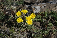 Crepis