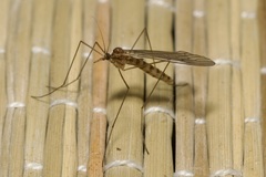 Trichocera annulata