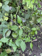 Solanum douglasii