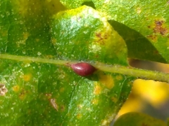 Pseudoneuroterus saliens