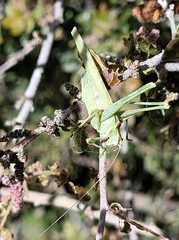 Insara elegans