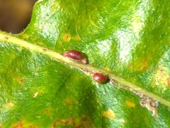 Pseudoneuroterus saliens