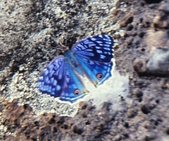 Junonia rhadama