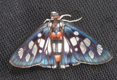 Abantis zambesiaca