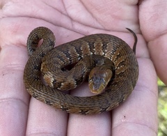 Nerodia fasciata pictiventris