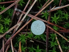 Agaricomycotina