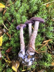 Laccaria amethysteo-occidentalis