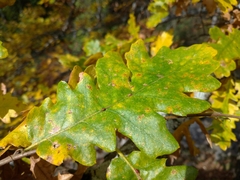 Pseudoneuroterus saliens