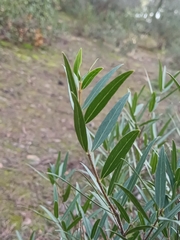 Phillyrea angustifolia