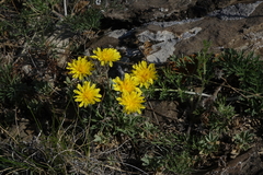 Crepis