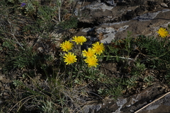 Crepis