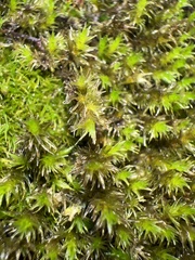 Racomitrium