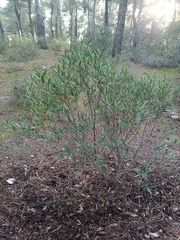 Phillyrea angustifolia