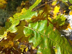 Pseudoneuroterus saliens