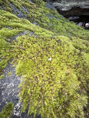 Racomitrium