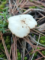 Agaricomycotina