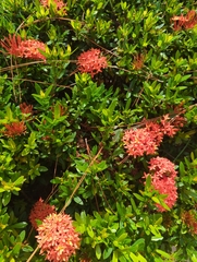 Ixora coccinea