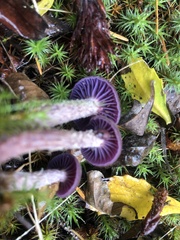 Laccaria amethysteo-occidentalis