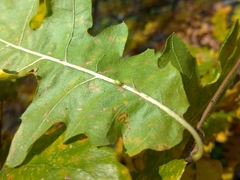 Pseudoneuroterus saliens