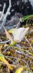 Disa longicornu