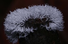 Ceratiomyxa