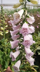 Digitalis