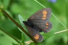 Erebia pharte