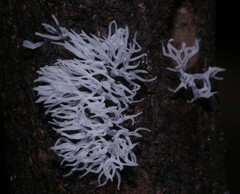 Ceratiomyxa