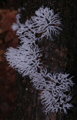 Ceratiomyxa