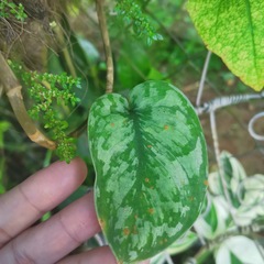 Scindapsus pictus