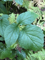 Valeriana sitchensis