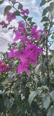 Bougainvillea glabra