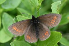 Erebia pharte