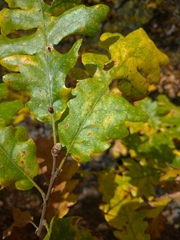 Pseudoneuroterus saliens