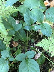Valeriana sitchensis