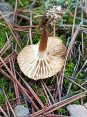 Agaricomycotina