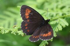 Erebia euryale
