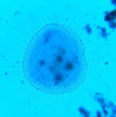 Heliozoa
