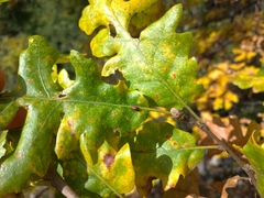 Pseudoneuroterus saliens