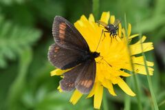 Erebia pharte