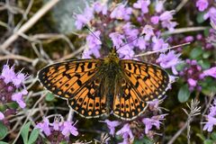 Boloria selene