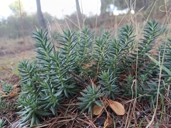 Petrosedum sediforme