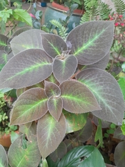 Gesnerieae