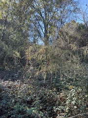 Eupatorium capillifolium