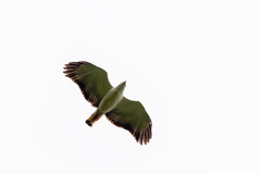 Buteogallus lacernulatus