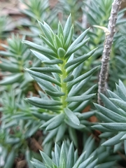 Petrosedum sediforme