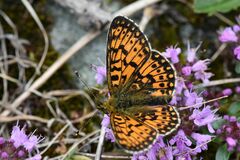 Boloria selene